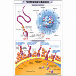 Fertilization in Animals Chart